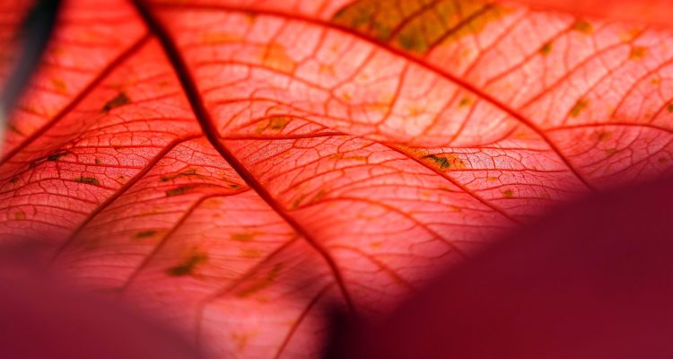 découvrez l'univers des moules en cuivre, parfaits pour votre cuisine. idéaux pour la pâtisserie et la confiserie, ces moules offrent une conductivité thermique exceptionnelle et un design élégant. apprenez à les utiliser pour réaliser des desserts savoureux et raffinés.